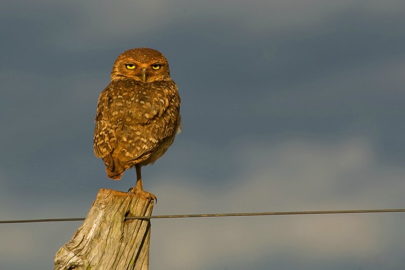 Burrowing Owl on Post