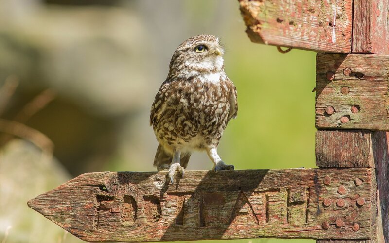 Burrowing Owl on Sign