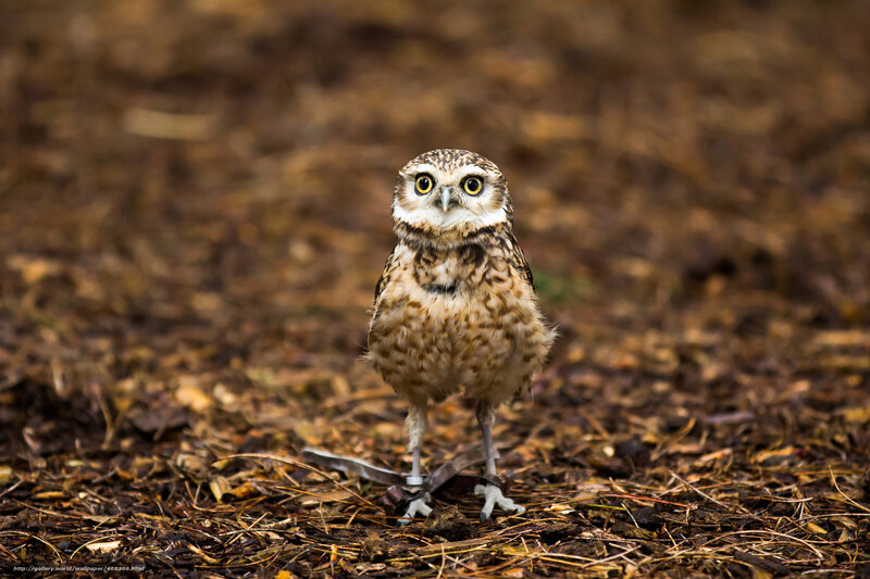 Burrowing owl on the ground