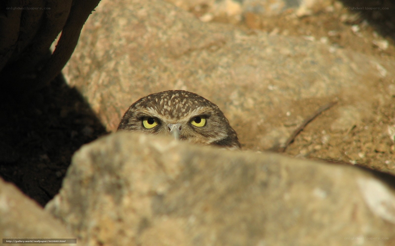 Burrowing owl peeking from rocks