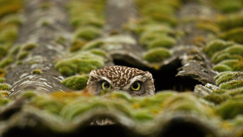 Burrowing Owl Peeking Out