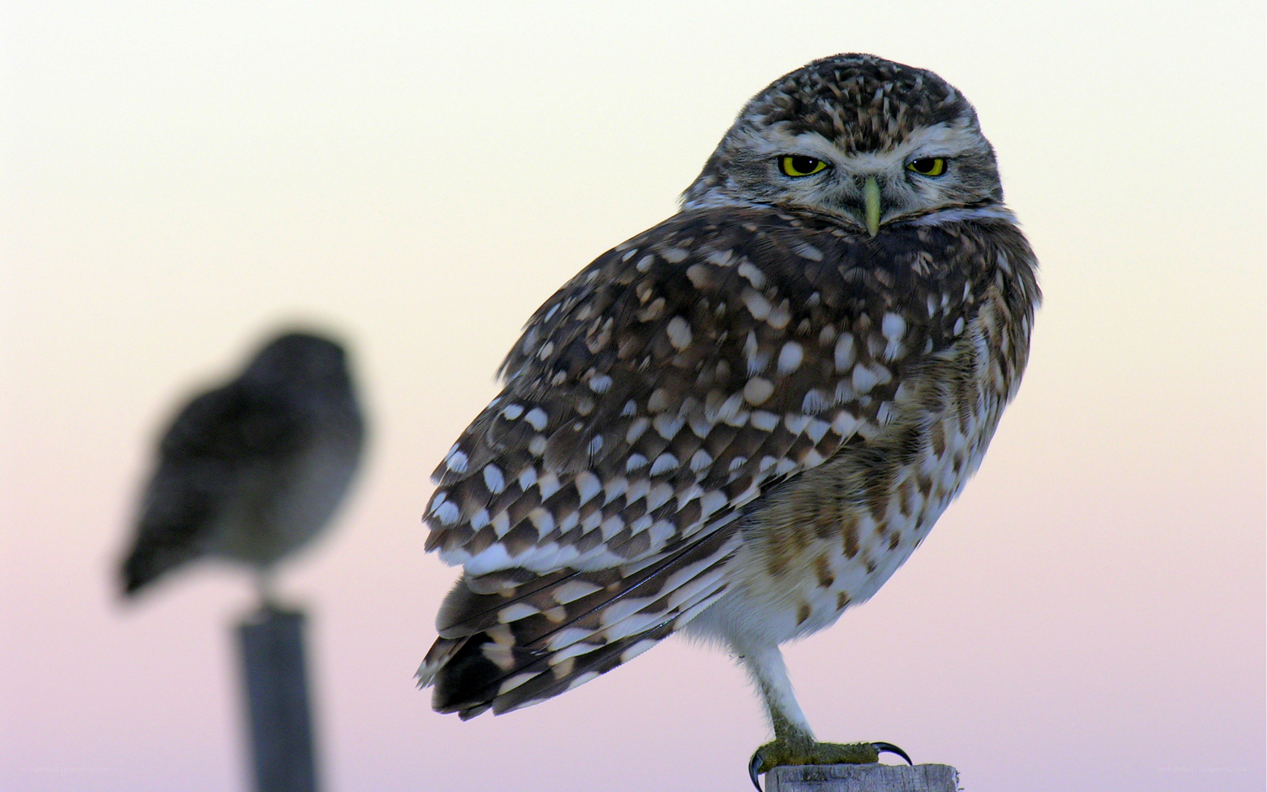 Burrowing owl perched at dusk