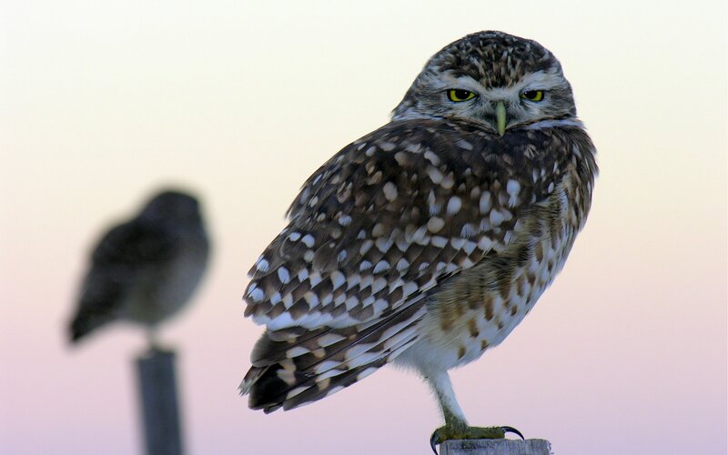 Burrowing owl perched at dusk
