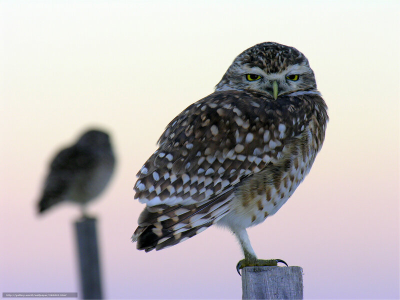 Burrowing Owl Perched — Brown, Calm