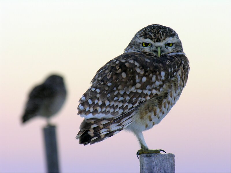 Burrowing Owl Perched — Brown