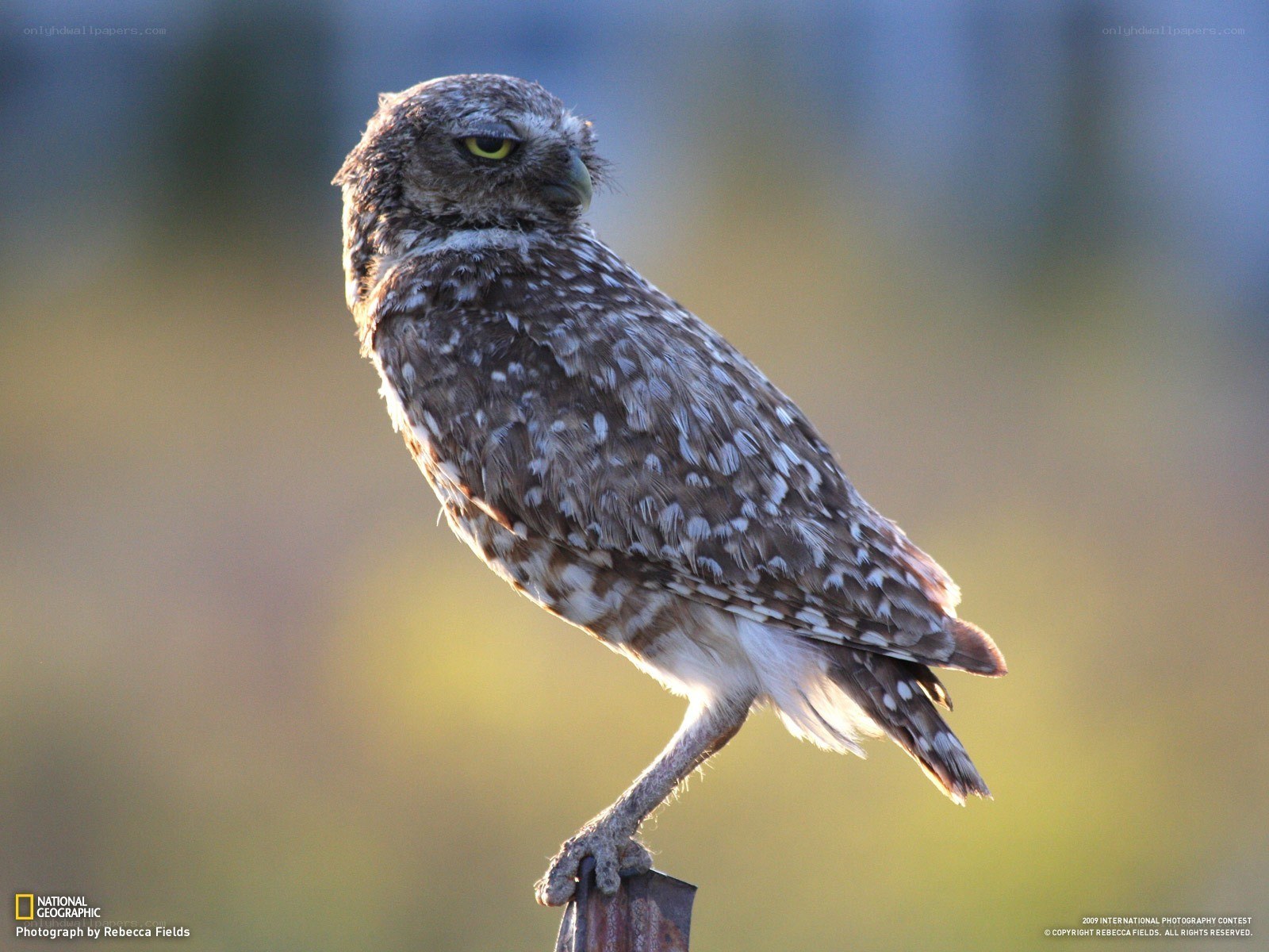 Burrowing owl perched on post
