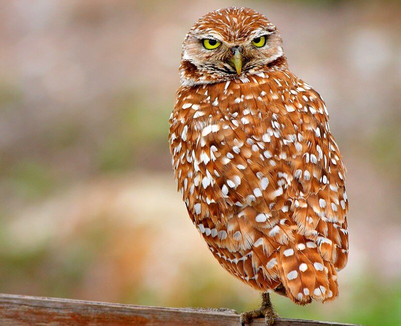 Burrowing owl perched on wood