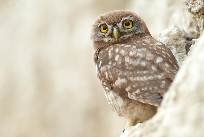 Burrowing Owl Perched