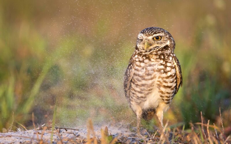 Burrowing Owl Shaking