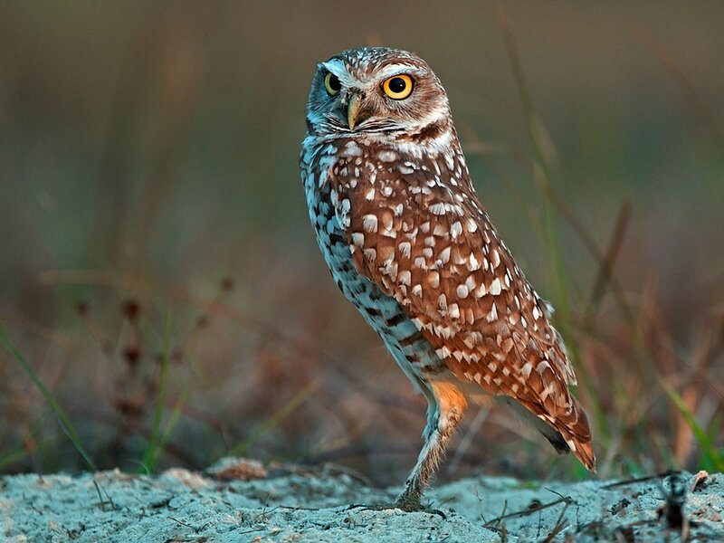 Burrowing owl standing on sand