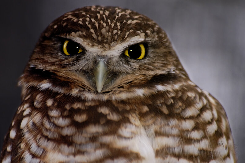 Burrowing Owl