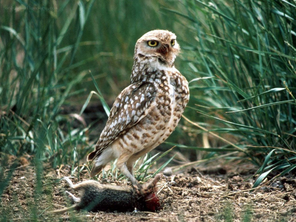 Burrowing owl with prey
