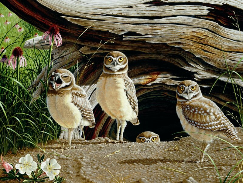 Burrowing Owls in Burrow — Brown