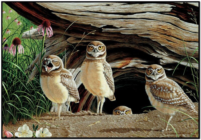 Burrowing Owls in Burrow