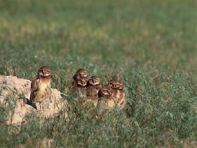 Burrowing Owls in Field