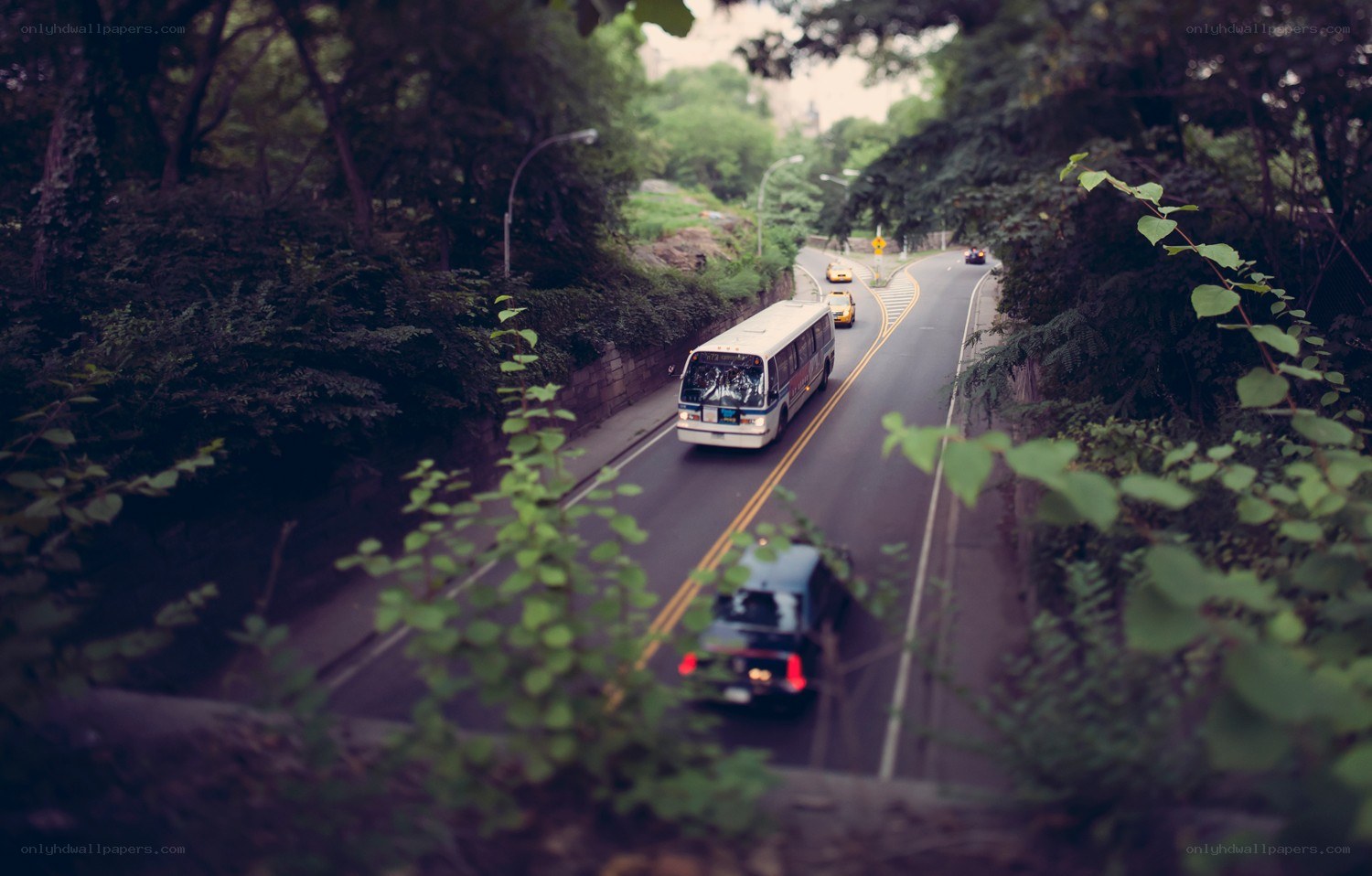 Bus on a tree-lined road