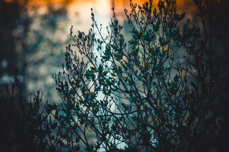 Bush Branches in Sunlight