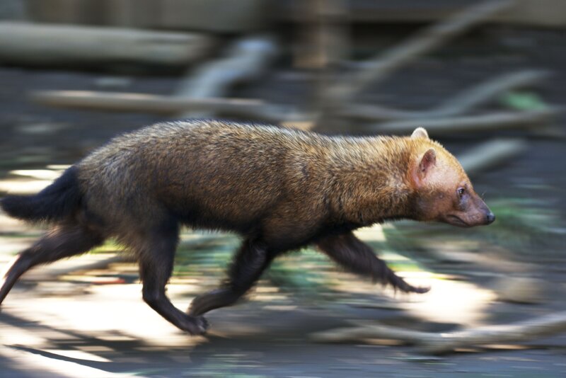 Bush Dog Running