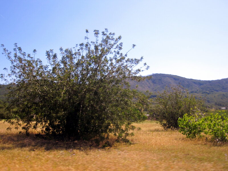 Bush in Dry Field