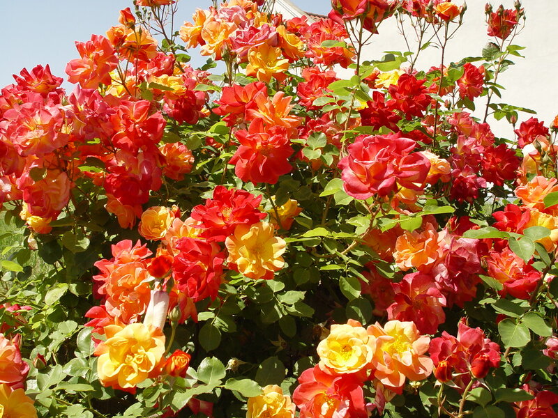 Bush of Colorful Roses