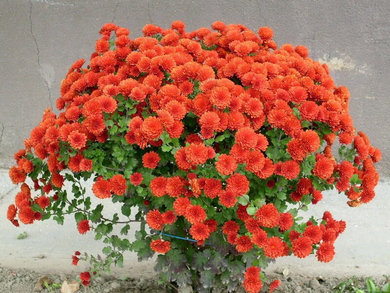 Bush of Orange Chrysanthemums