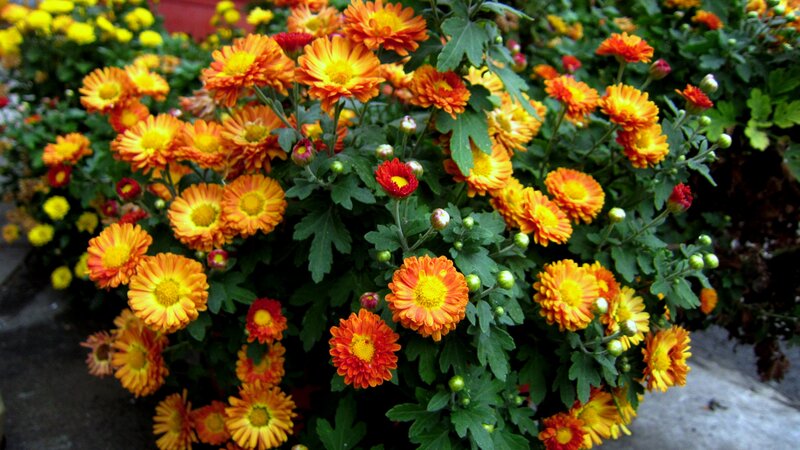 Bush of Orange Chrysanthemums — Vibrant