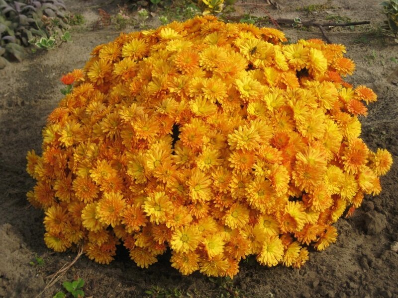 Bush of Orange Chrysanthemums — Yellow