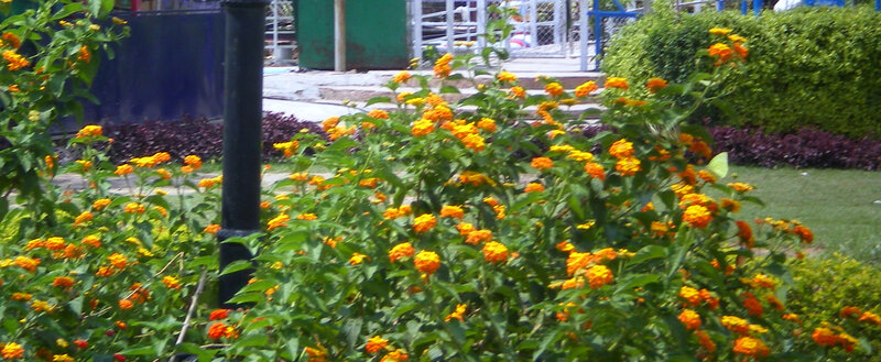 Bush of Orange Flowers