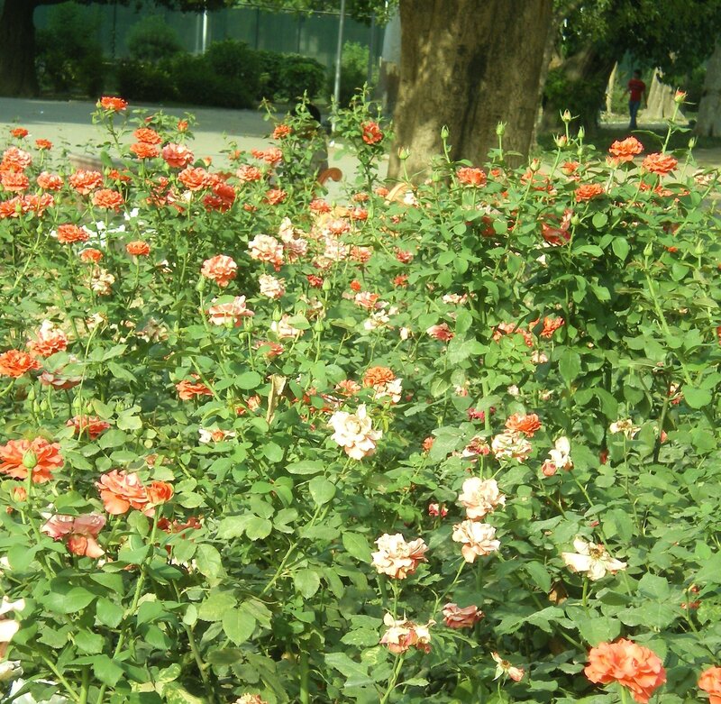 Bush of Orange Roses — Green