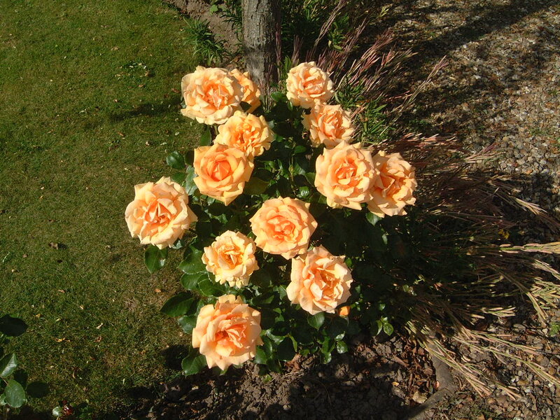 Bush of Orange Roses — Serene