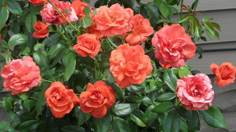 Bush of Orange Roses