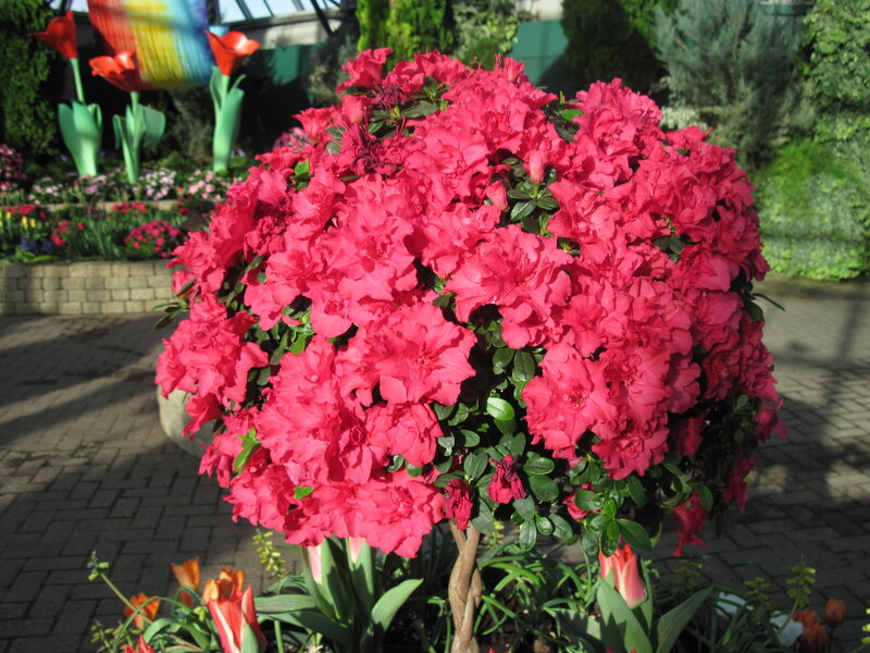 Bush of Pink Azaleas