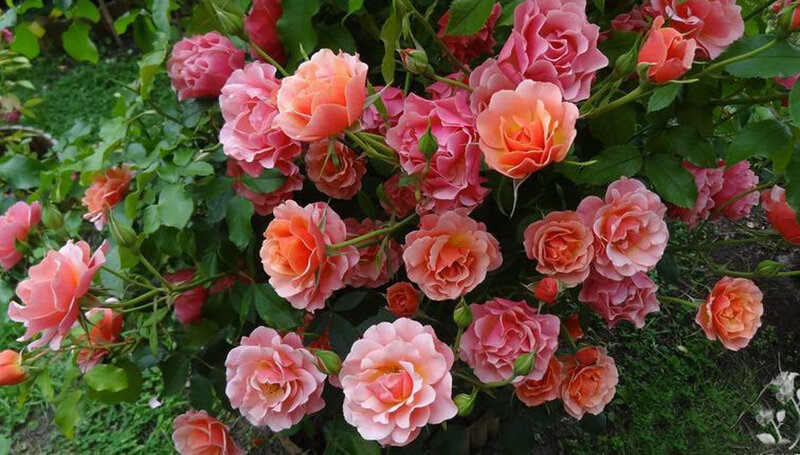 Bush of Pink Roses — Calm, Afternoon, Photograph, Green Leaves, Flower Buds, Grass