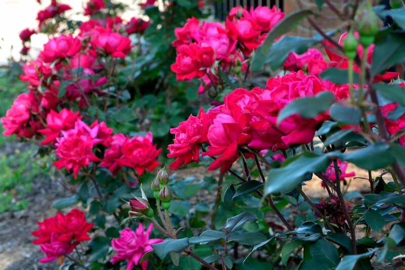 Bush of Pink Roses — Calm, Afternoon, Photograph, Green Leaves, Flower Buds