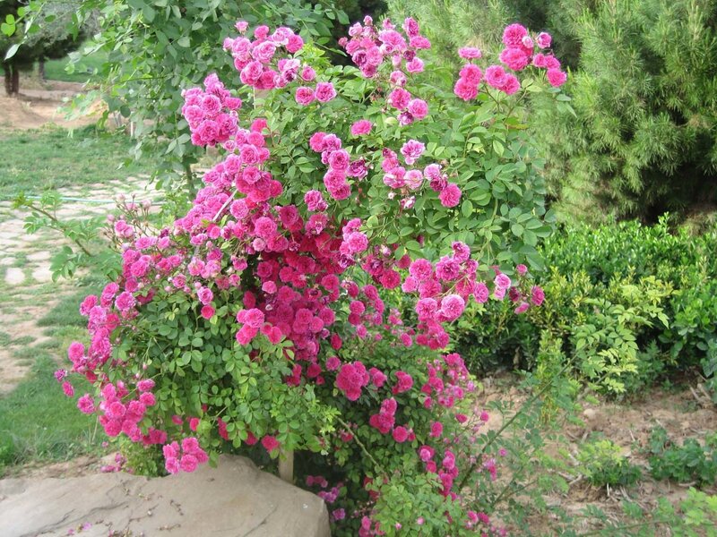 bush of pink roses in garden