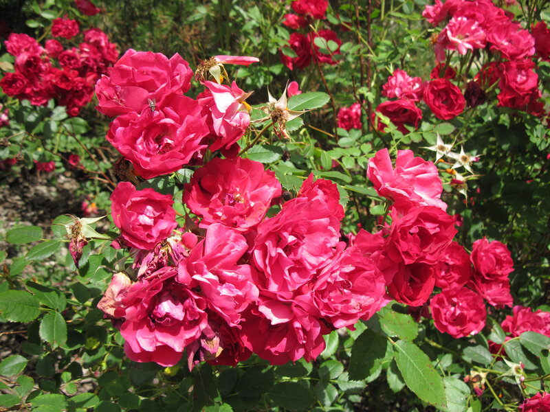Bush of Pink Roses — Natural