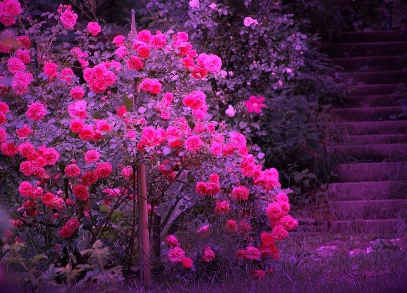 Bush of Pink Roses — Purple