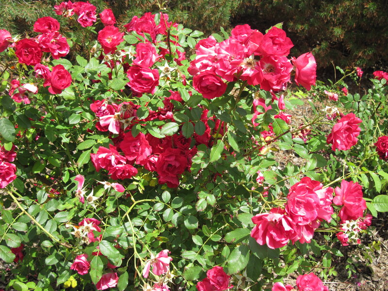 Bush of Pink Roses — Serene, Afternoon, Photograph