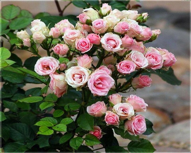 Bush of Pink Roses — Serene, Spring