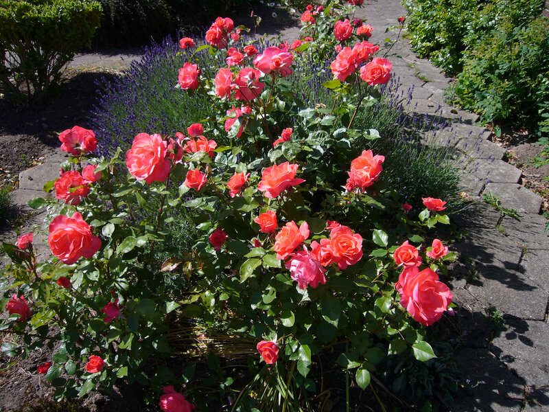 Bush of Pink Roses — Serene
