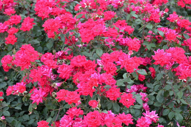 Bush of Pink Roses — Vibrant