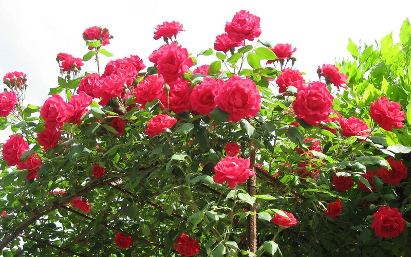 Bush of Red Roses — Bright
