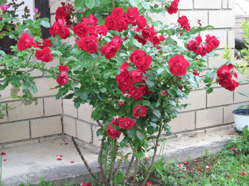 Bush of Red Roses — Calm