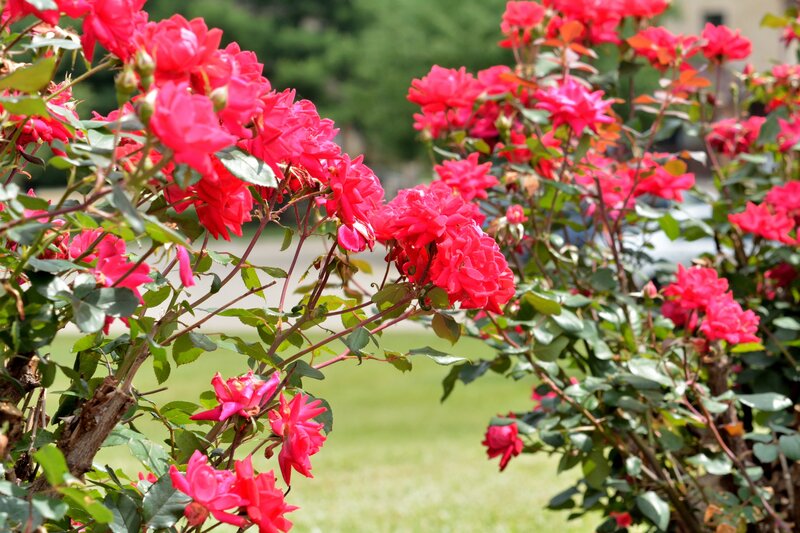 Bush of Red Roses — Serene