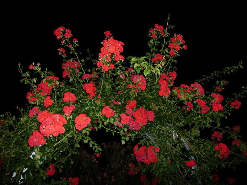 Bush of Red Roses
