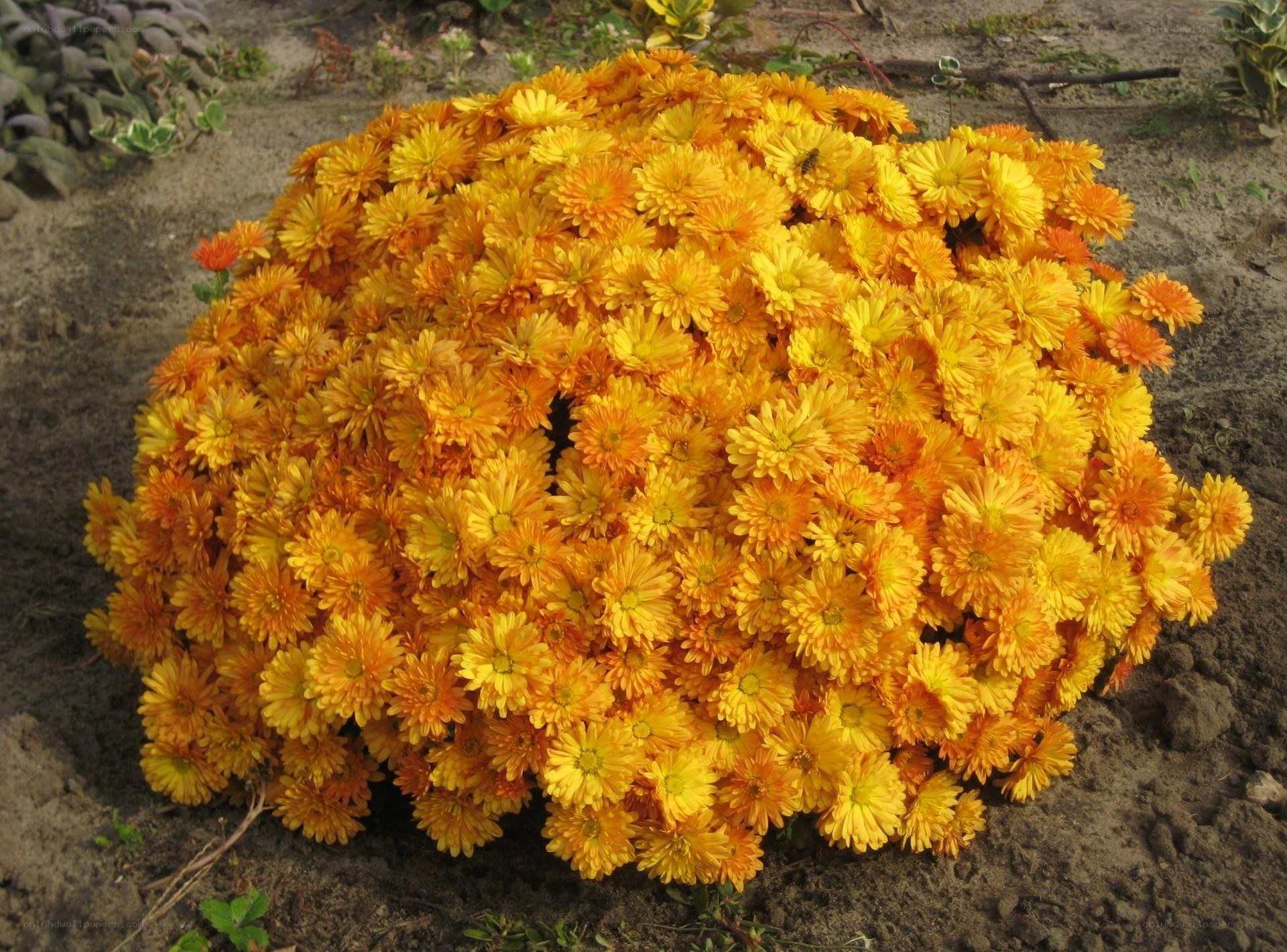 bush of yellow-orange flowers