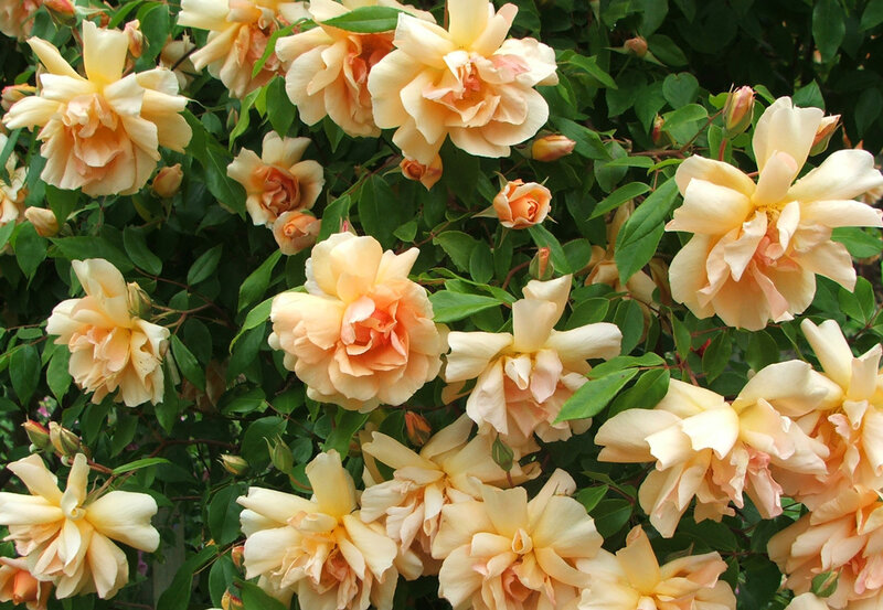 Bush of Yellow Roses