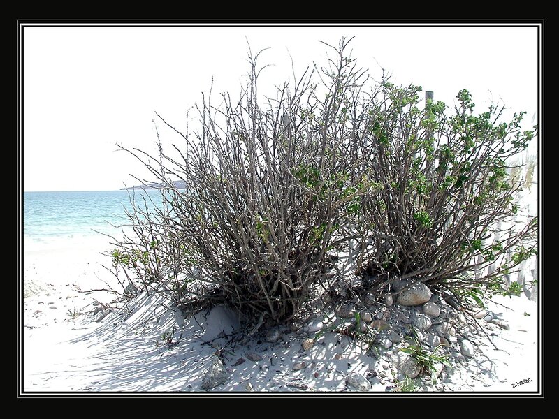 Bush on Sandy Beach