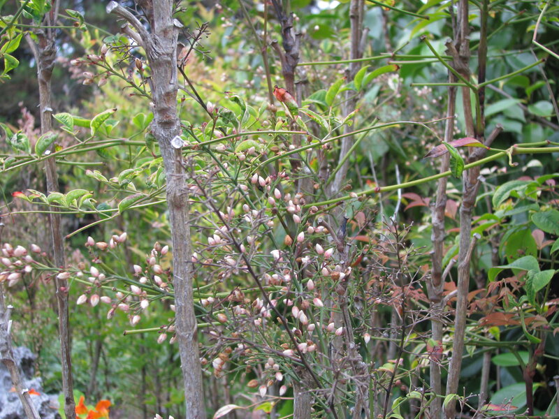 bush with flower buds