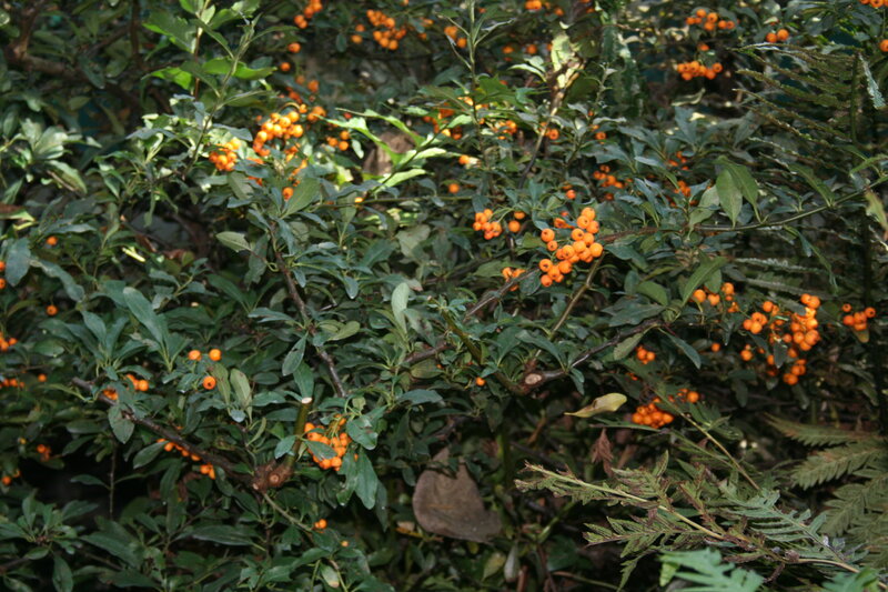 Bush with Orange Berries — Green, Natural